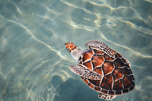 proteger les oceans grace aux maillots de bain anti-UV
